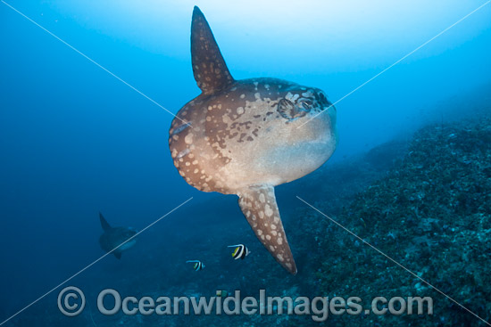 Ocean Sunfish photo