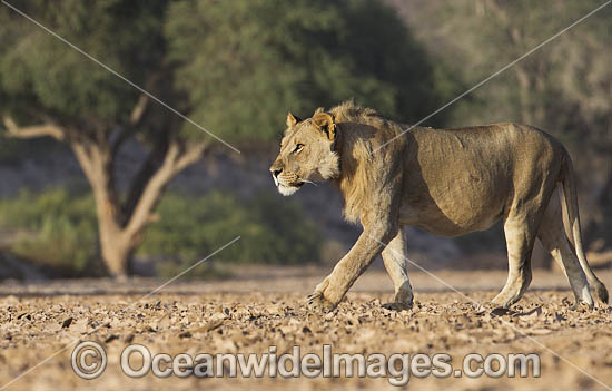 Lion South Africa photo