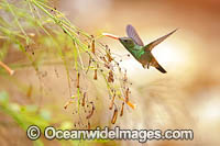 Copper Rumped Hummingbird Photo - Michael Patrick O'Neill