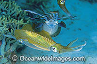 Courting Bigfin Reef Squid Photo - Gary Bell