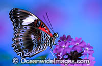 Red Lacewing Butterfly Cethosia biblis Photo - Gary Bell