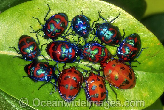 Cluster of Harlequin Bugs photo