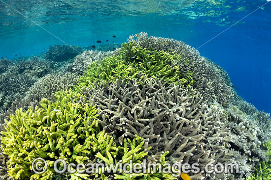 Reef scene PNG photo