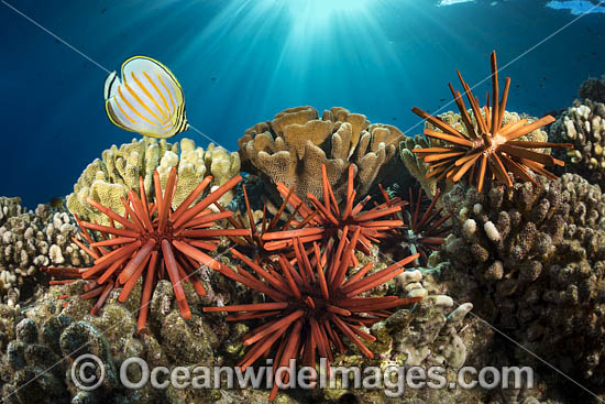Slate Pencil Sea Urchins photo