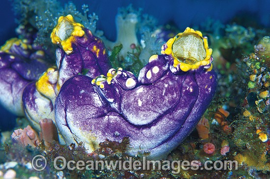 Solitary Sea Tunicate Polycarpa aurata photo