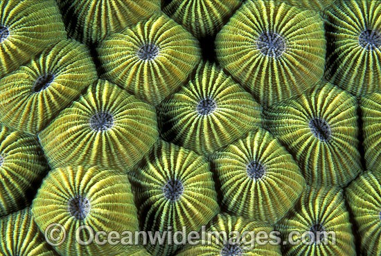 Faviid Coral Diploastrea heliopora photo