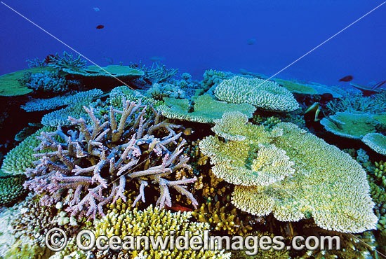 Great Barrier Reef Porites Coral photo