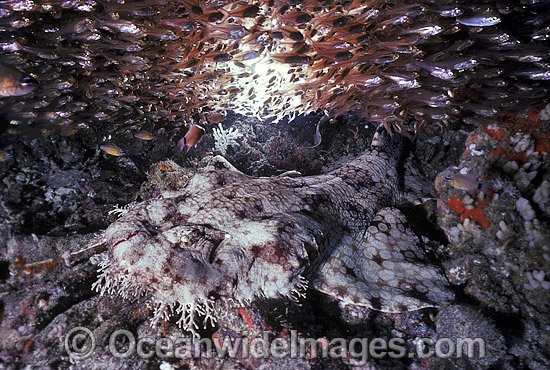 Tasselled Wobbegong Shark surrounded by Baitfish photo