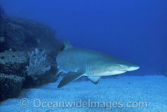 Spotted Ragged-tooth Shark Carcharias taurus photo