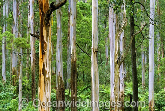 Mountain Ash Tree-fern rainforest photo