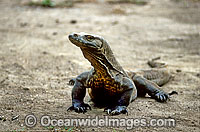 Komodo Dragon Varanus komodoensis Photo - Gary Bell