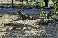 Komodo Dragons Varanus komodoensis Photo - Gary Bell