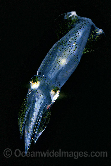 Luminous Bay Squid Loliolus noctiluca photo