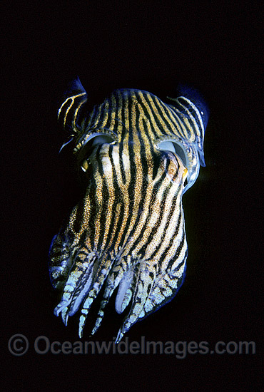 Striped Pyjama Squid Sepioloidea lineolata photo