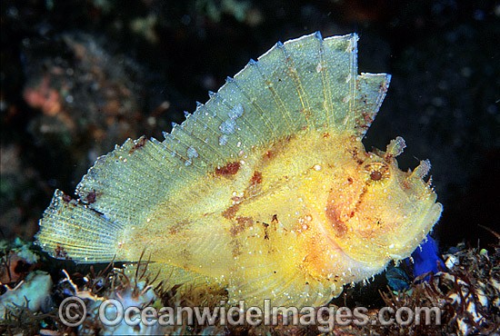 Leaf Scorpionfish yellow phase photo