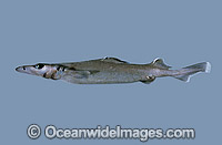 Longsnout Dogfish Deania quadrispinosa Photo - Rudie Kuiter