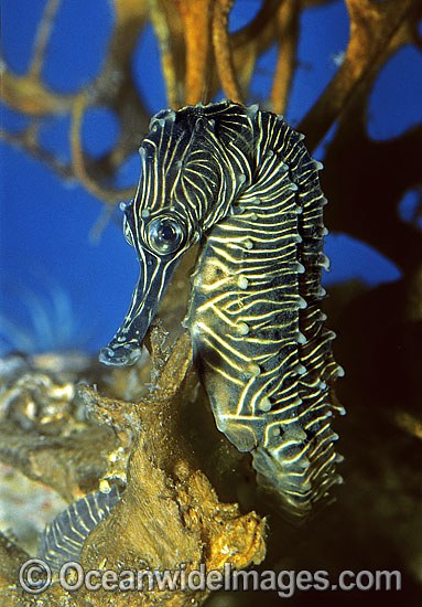 Low-crown Seahorse Hippocampus dahli photo