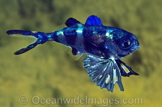 Man-of-war Fish Nomeus gronovii photo
