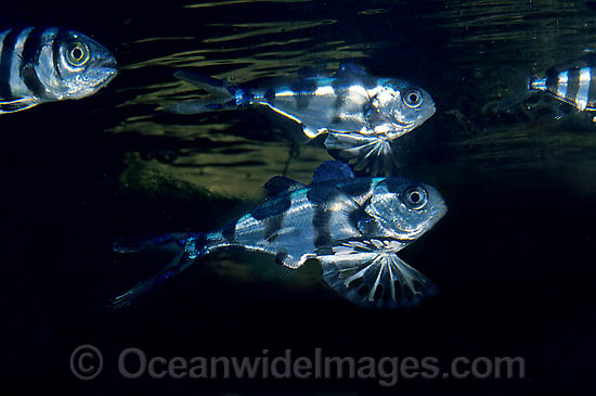 Man-of-war Fish Nomeus gronovii Bluebottle Fish photo