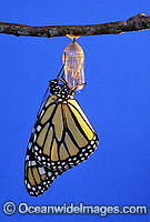 Wanderer Butterfly Danaus pupa Photo - Gary Bell