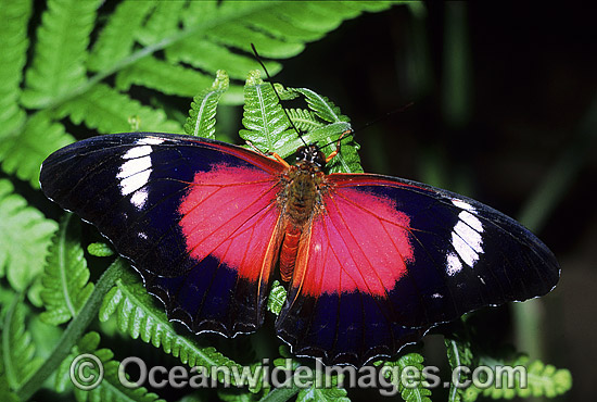 Red Lacewing Butterfly photo