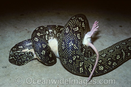 Diamond Python feeding on captured rat photo