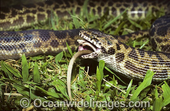 Spotted Python feeding on rat photo