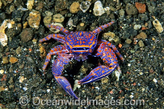 Blue Porcelain Crab photo
