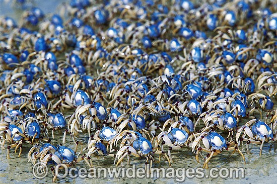 Soldier Crab burying in sand photo