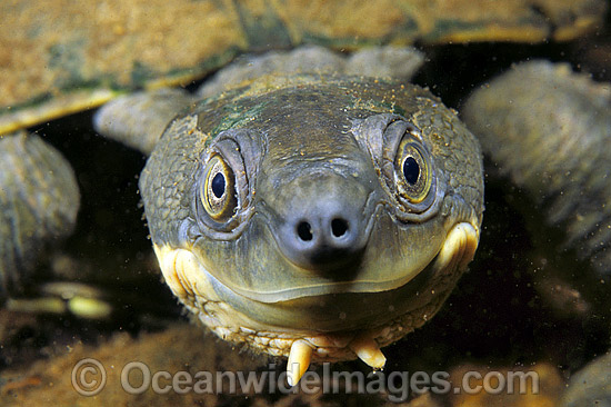Freshwater Turtle Elseya georgesi photo