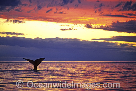 Southern Right Whale tail fluke during sunset photo