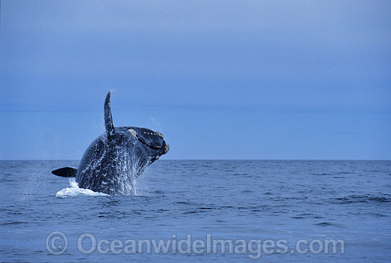 Southern Right Whale breaching photo