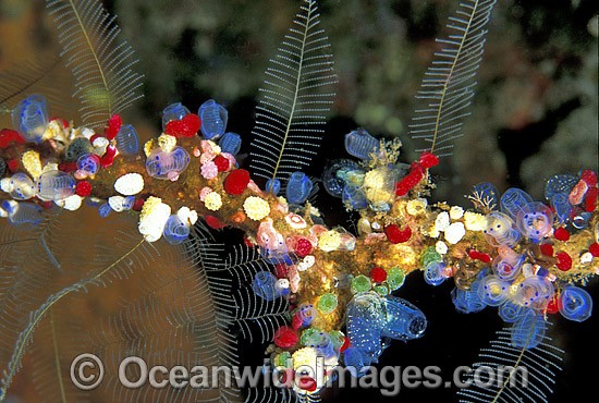 Sea Tunicates Ascidians photo