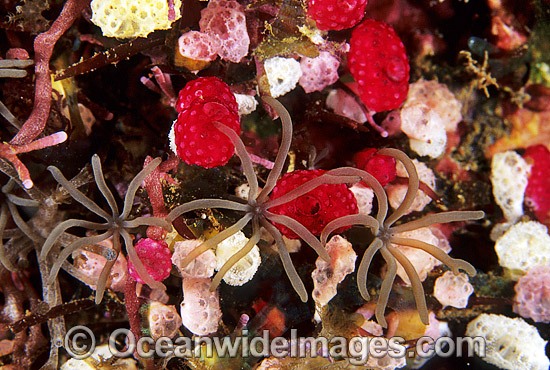 Ascidians and Strawberry Tunicate photo