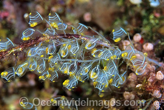 Colony of Sea Tunicates Perophora namei photo