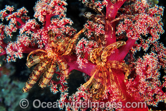 Feather Star on Soft Coral photo