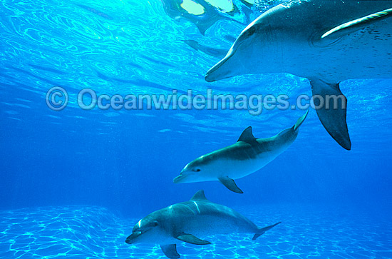 Indo-Pacific Bottlenose Dolphin photo