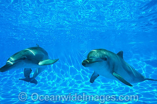Dolphin pair photo