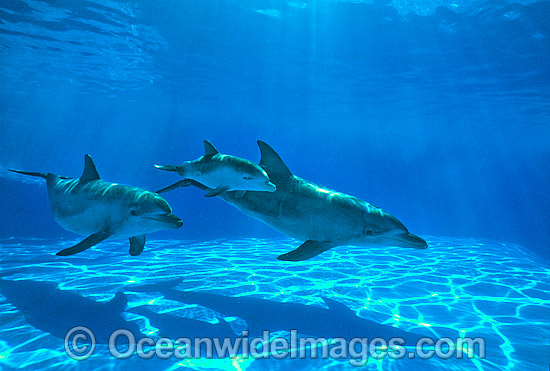 Indo-Pacific Bottlenose Dolphin mother and baby photo