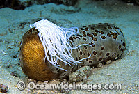 Leopard Sea Cucumber extruding Cuvierian tubules Photo - Gary Bell