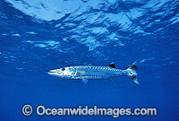 Great Barracuda Sphyraena barracuda Photo - Gary Bell