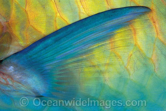 Parrotfish pectoral fin scale Scarus frentaus photo