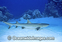 Whitetip Reef Shark resting on sandy bottom Photo - Gary Bell