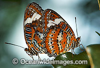 Orange Lacewing Butterfly mating Photo - Gary Bell