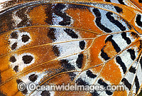 Orange Lacewing Butterfly wing Photo - Gary Bell