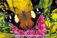 Yellow Admiral Butterfly Vanessa itea Photo - Gary Bell