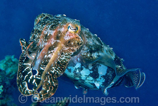 Broadclub Cuttlefish photo