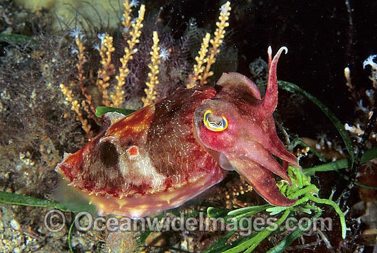 Reaper Cuttlefish Sepia mestus photo