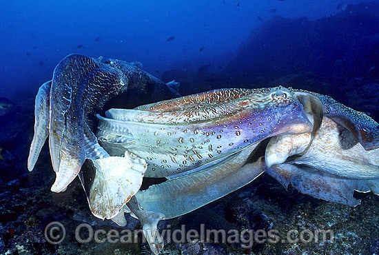 Giant Cuttlefish two rivalling males photo