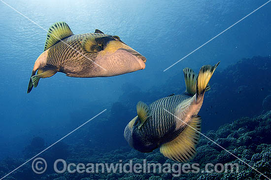 Titan Triggerfish courtship behaviour photo